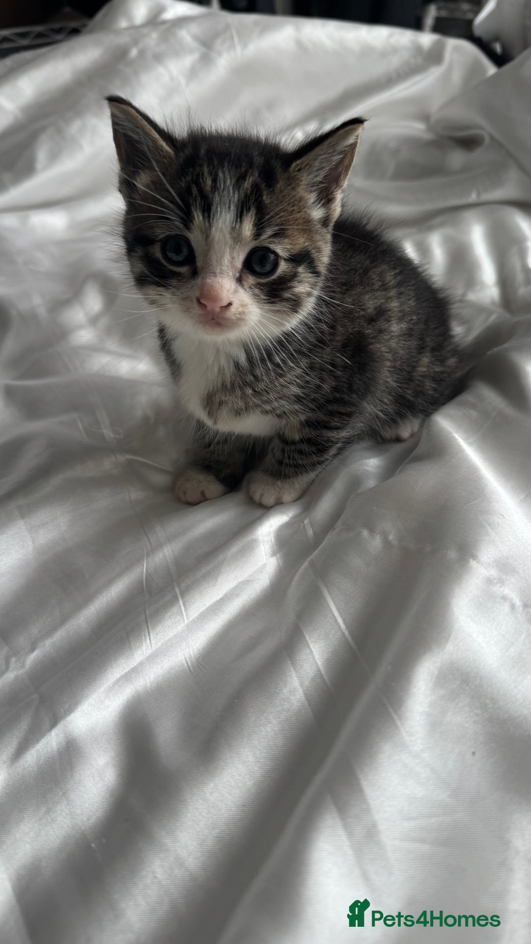 Mixed Breed cats for sale: Adorable 6 week Kittens Looking for Loving Homes! - Image 5