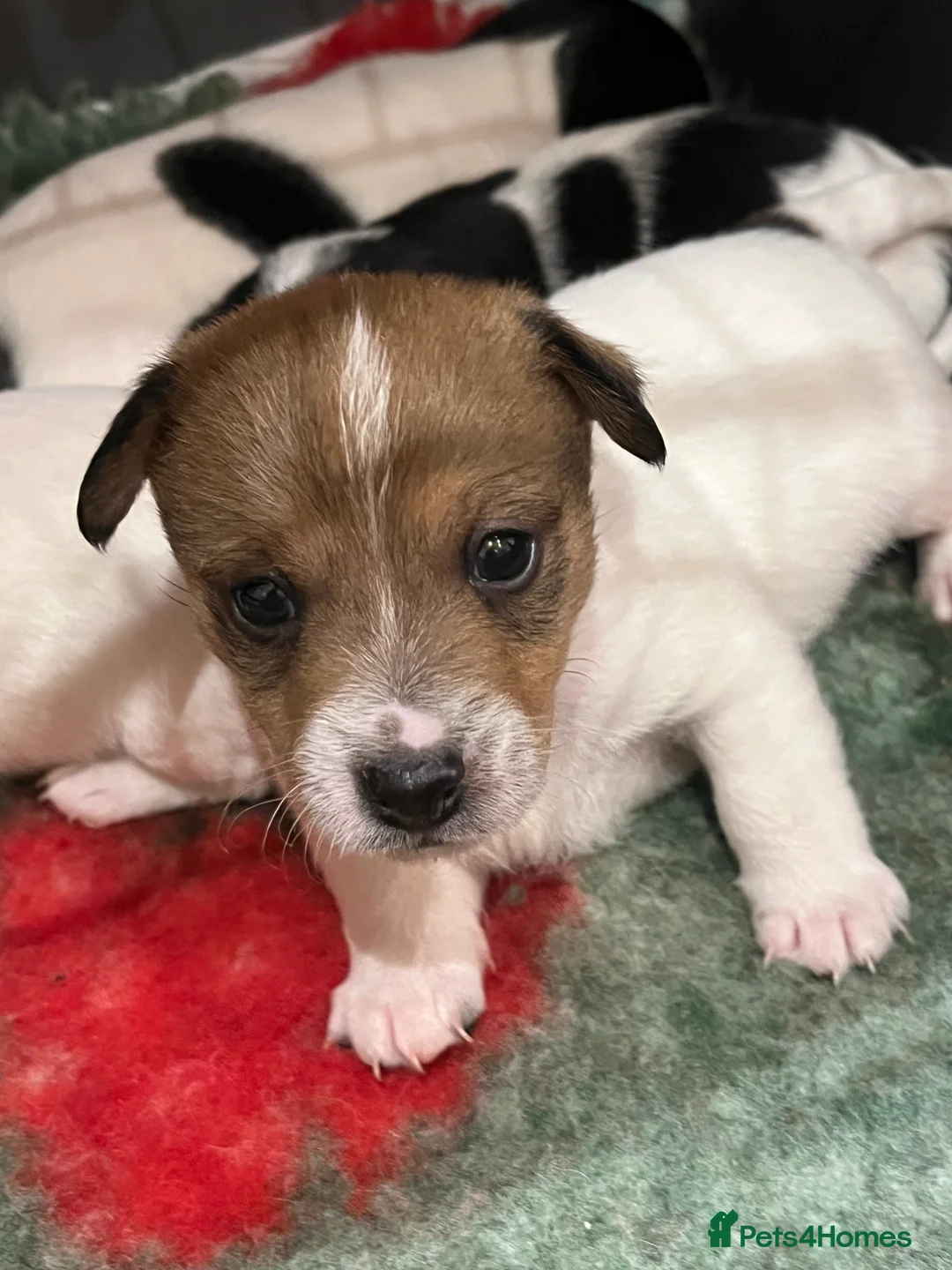 Jack Russell dogs for sale: Jack Russell - Advert 5