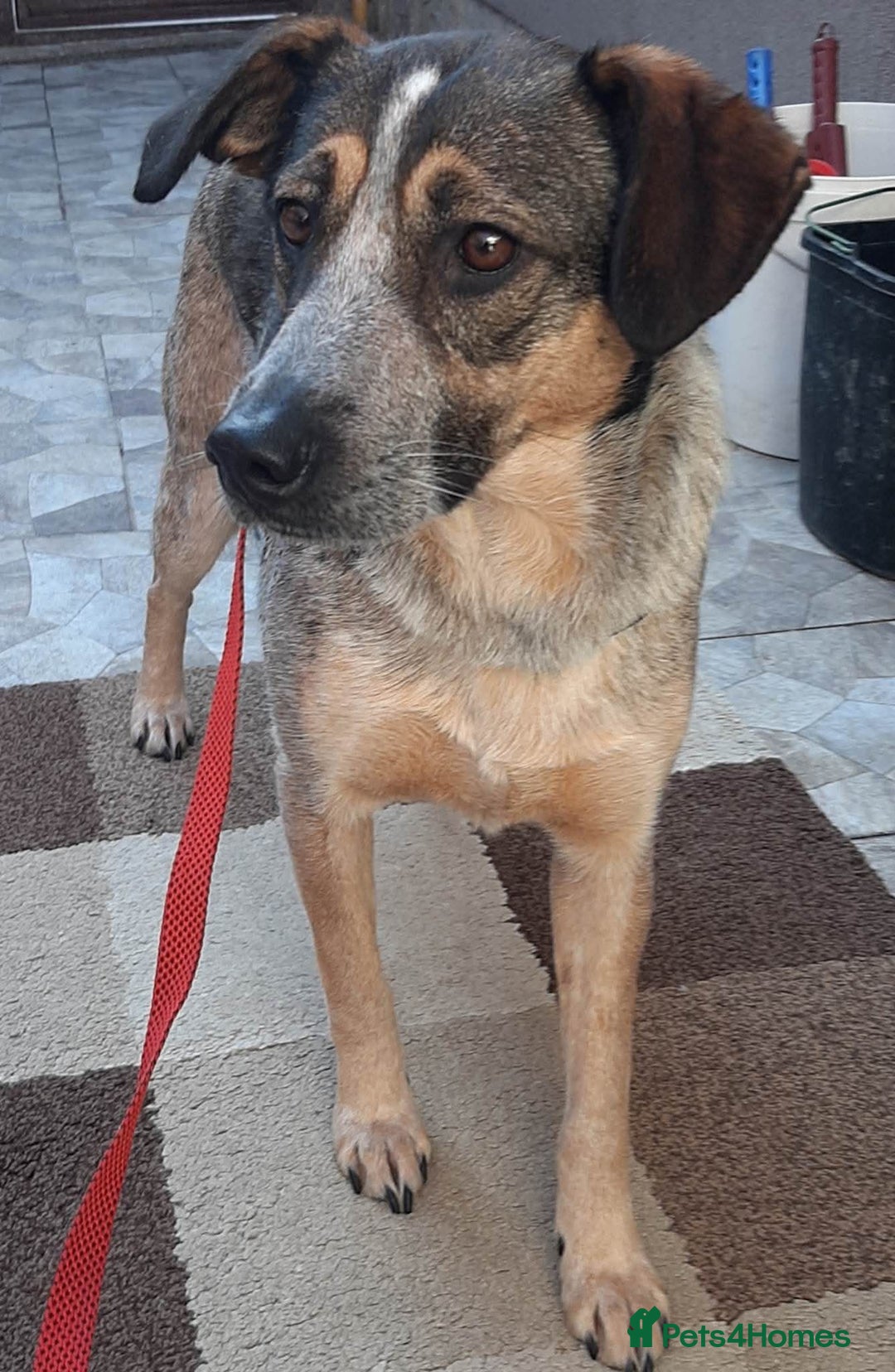 Mixed Breed dogs for adoption: Sweet Cindy 💖 Shy, Clever & Learning to Trust - Advert 14