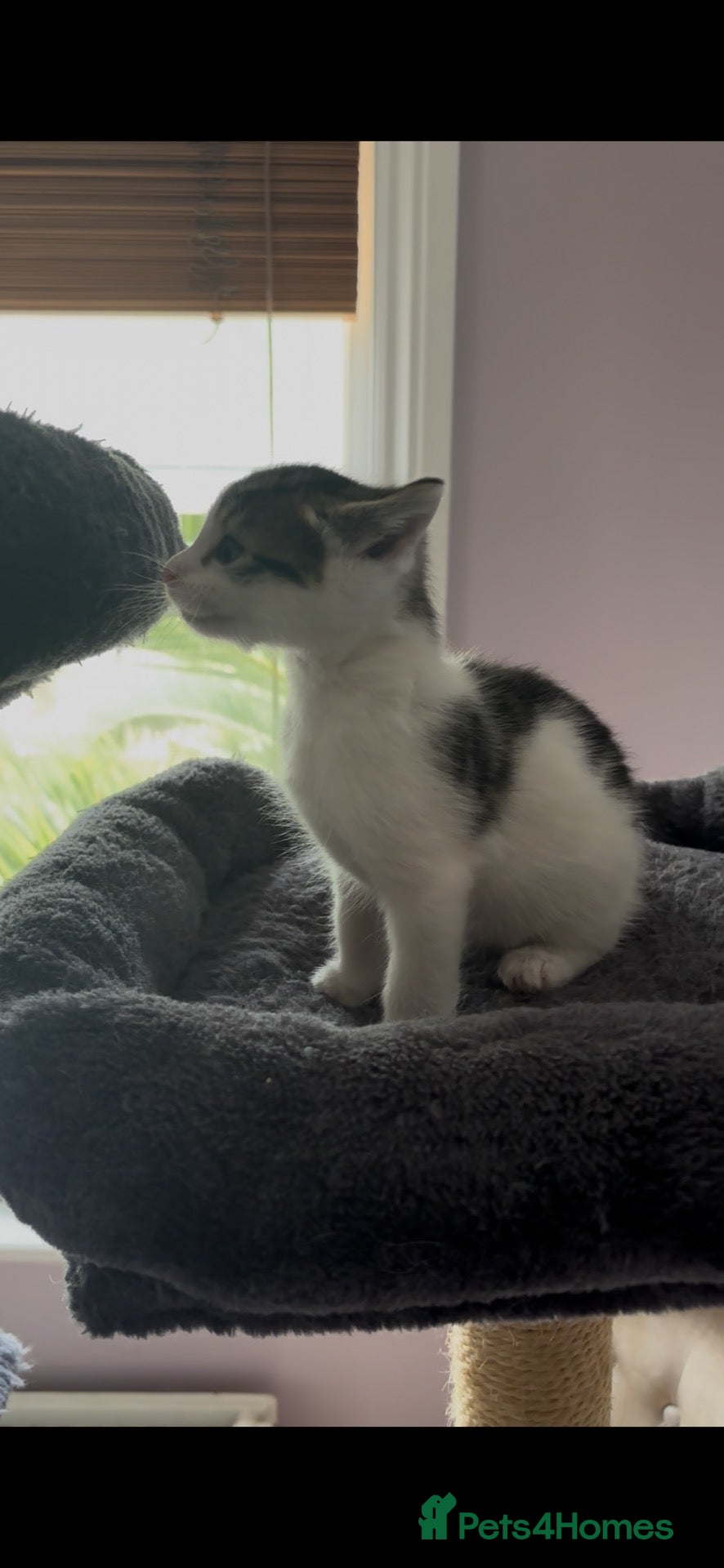 Mixed Breed cats Kittens beautiful Mainecoon cross ready now!🐈🐈 - Advert 2