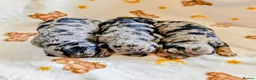 Cavapoo dogs for sale: Cavapoo puppies - Red, Merle, Black & tan - Advert 15