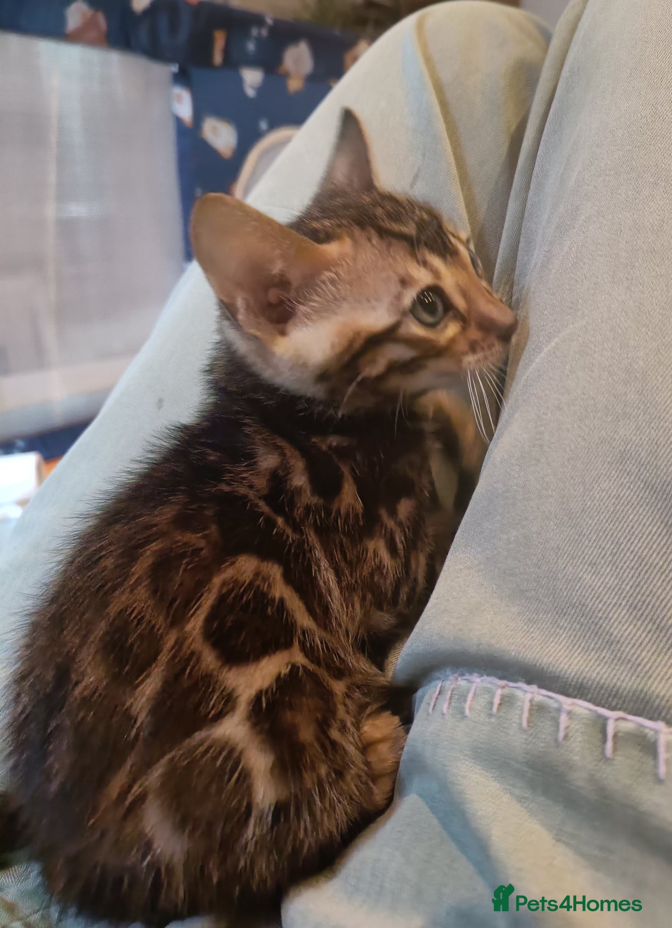 Bengal cats for sale: Absolutely beautiful pedigree bengal kittens - Advert 6