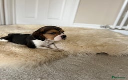 Beagle dogs for sale: Davicard/duffosee beagles - Image 3