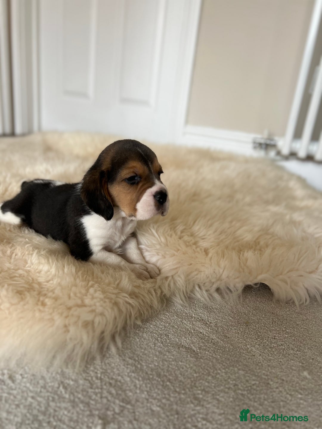 Beagle dogs for sale: Davicard/duffosee beagles - Image 3