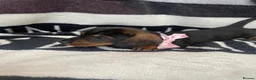 Dachshund dogs for sale: Wire hair dachshund in Walsall - Advert 5