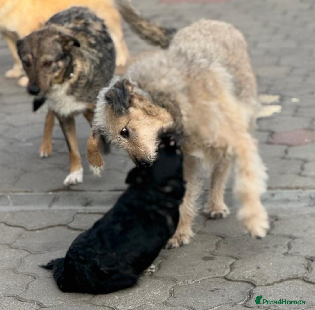 Mixed Breed dogs for adoption: RITA – a Superb young Girl for a Loving Home - Advert 28