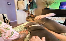 French Bulldog dogs for sale: Looking to Rehome My 2 French Bulldogs - Image 6