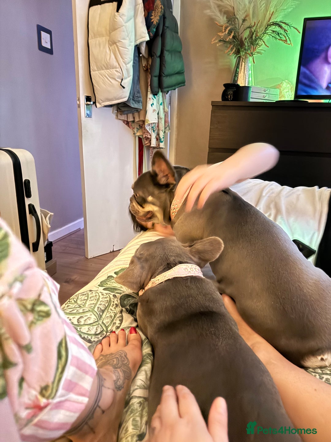 French Bulldog dogs for sale: Looking to Rehome My 2 French Bulldogs - Image 6