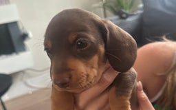 Miniature Dachshund dogs for sale: Miniature daschunds  READY TO LEAVE 29th SEPT - Image 13
