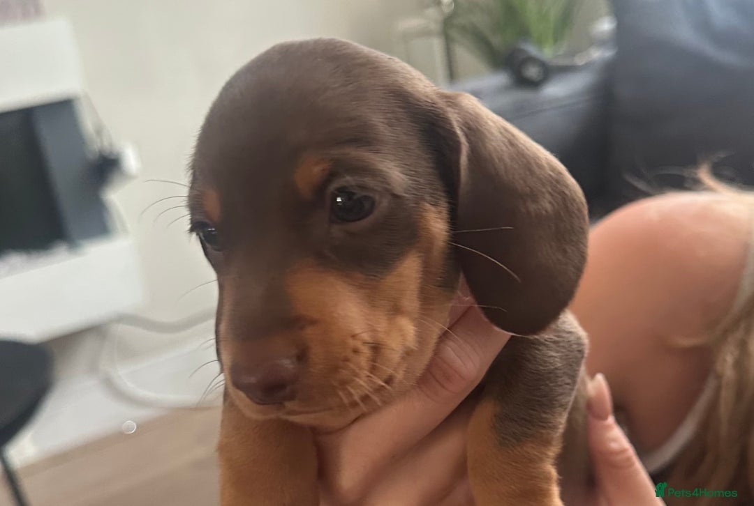 Miniature Dachshund dogs for sale: Miniature daschunds  READY TO LEAVE 29th SEPT - Image 13