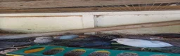Mixed Breed birds for sale: CPQ quails for sale  in London - Advert 5