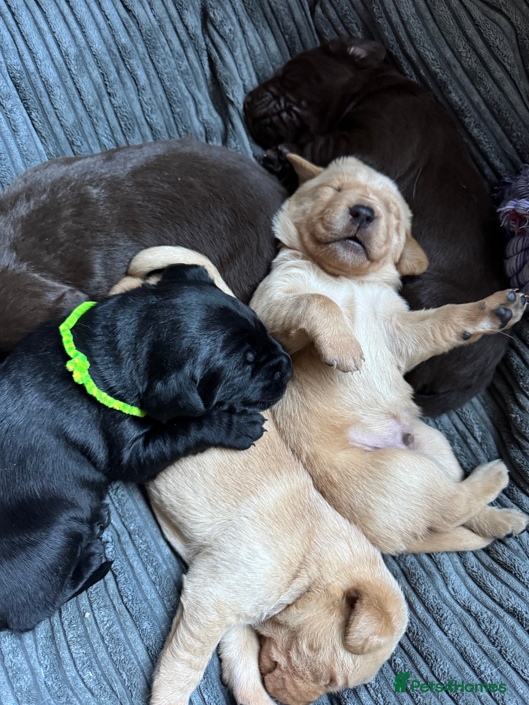 Labrador Retriever dogs for sale: KC Registered Labrador Retriever Puppies - Advert 13