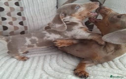 Miniature Dachshund dogs for sale: Adorable KC registered mini dachsund pups - Image 20