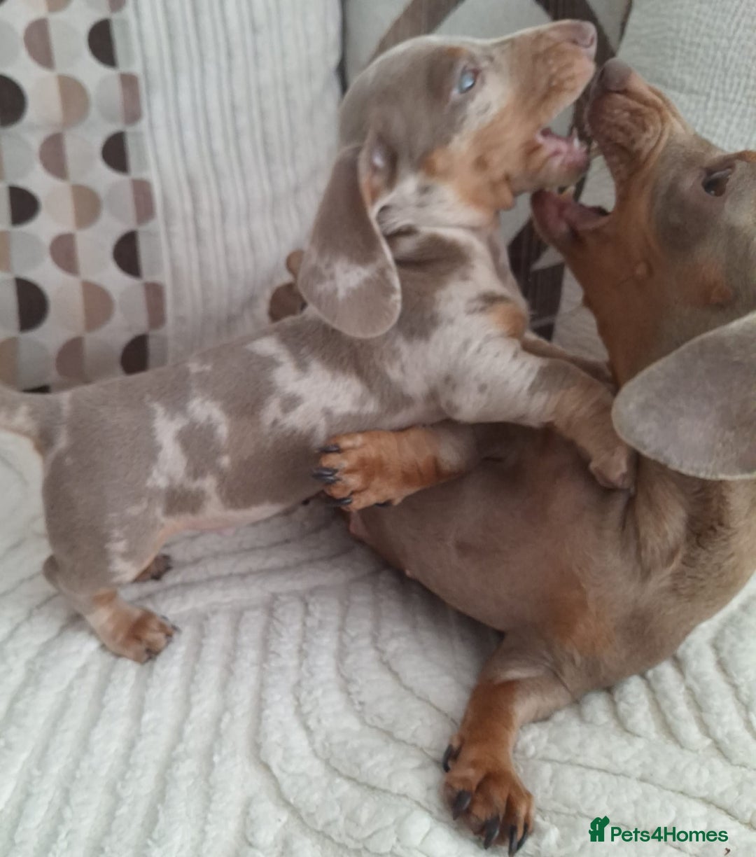 Miniature Dachshund dogs for sale: Adorable KC registered mini dachsund pups - Image 20