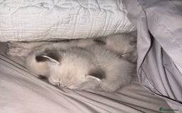 Ragdoll cats for sale: GCFF and FIFE Ragdoll Kittens. Champions line! - Image 8