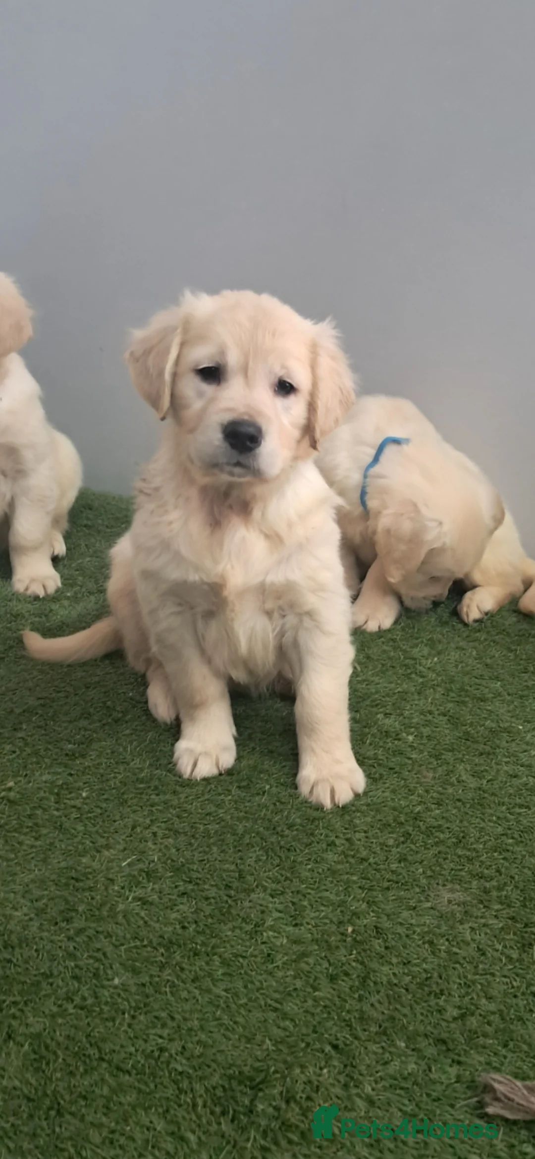 Golden Retriever dogs for sale: Golden retriever  - Advert 2