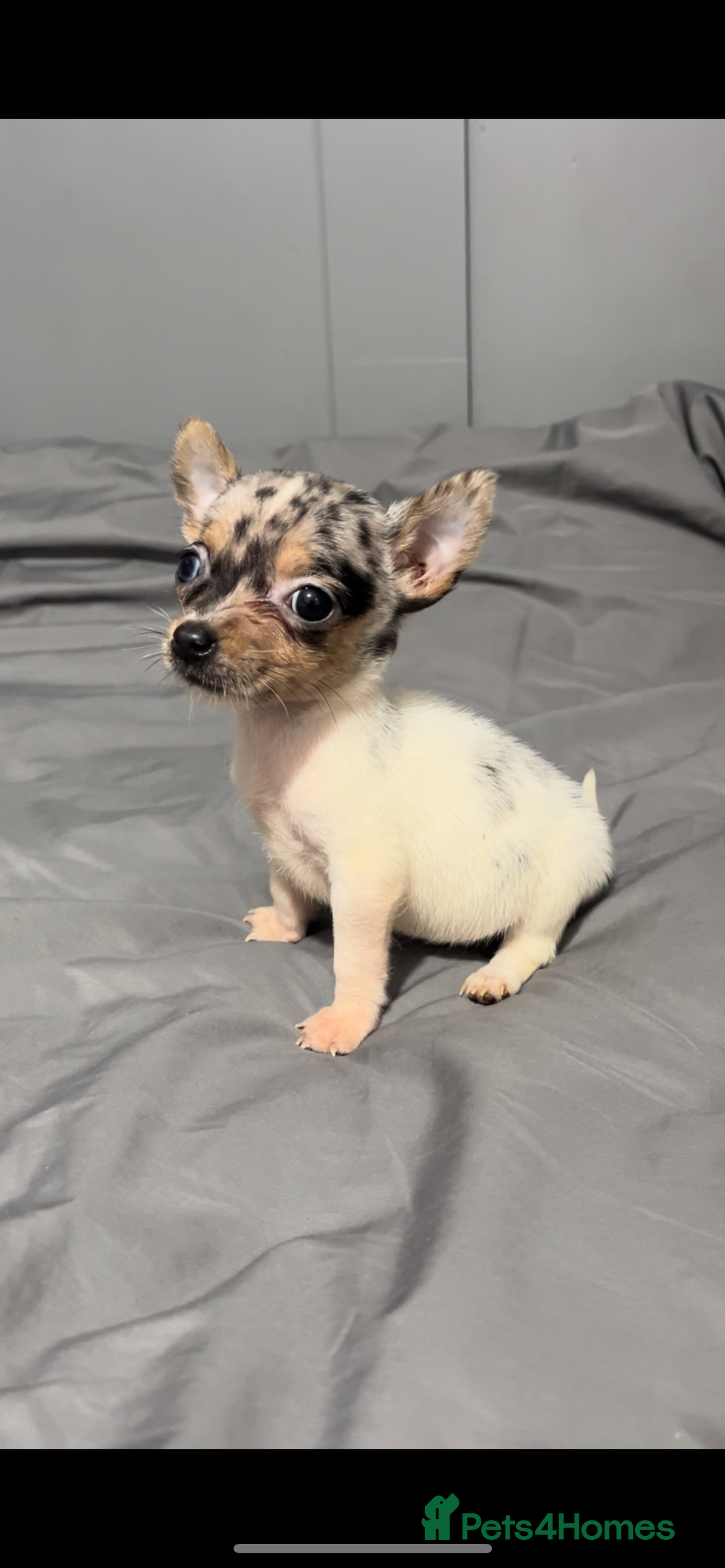 Mixed Breed dogs for sale: Gorgeous litter of Jack x chi pups  - Image 10