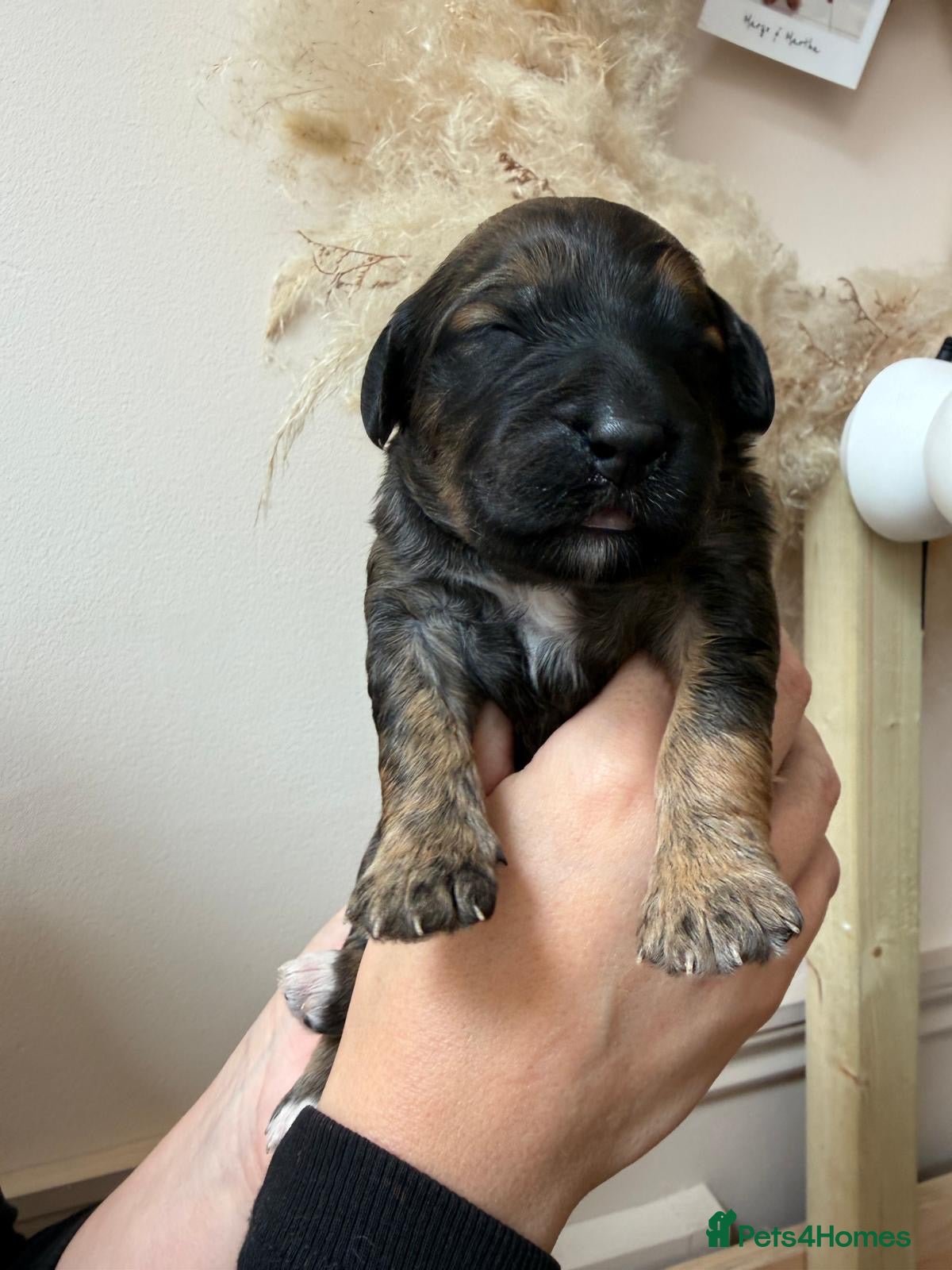 Goldendoodle dogs Beautiful f2b Golden doodles for sale  - Advert 2