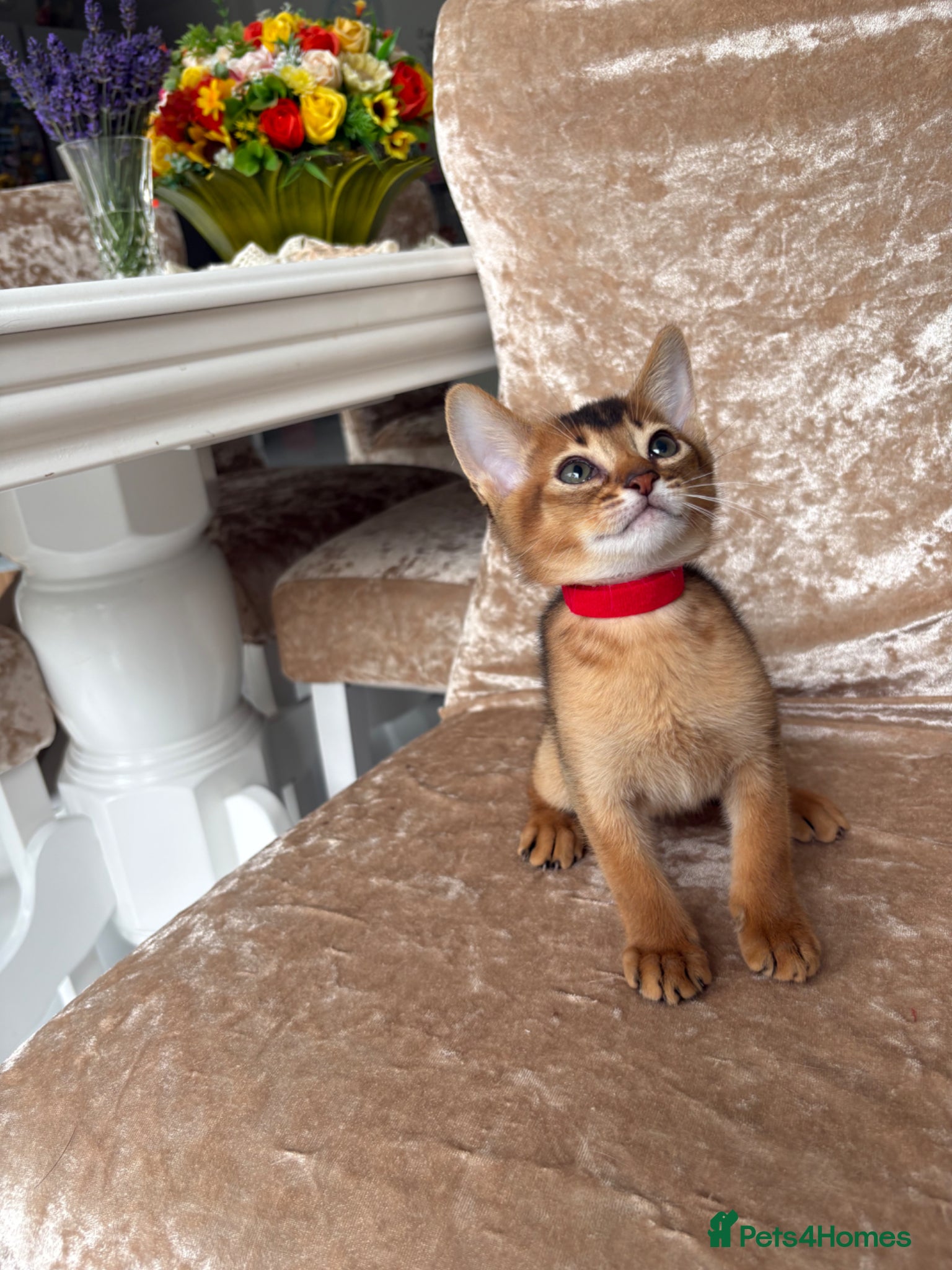 Abyssinian cats Beautiful abyssinian kittens - Advert 11