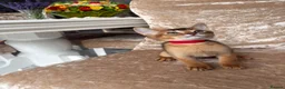 Abyssinian cats for sale: Beautiful abyssinian kittens - Advert 1