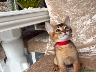Abyssinian cats Beautiful abyssinian kittens - Advert 5