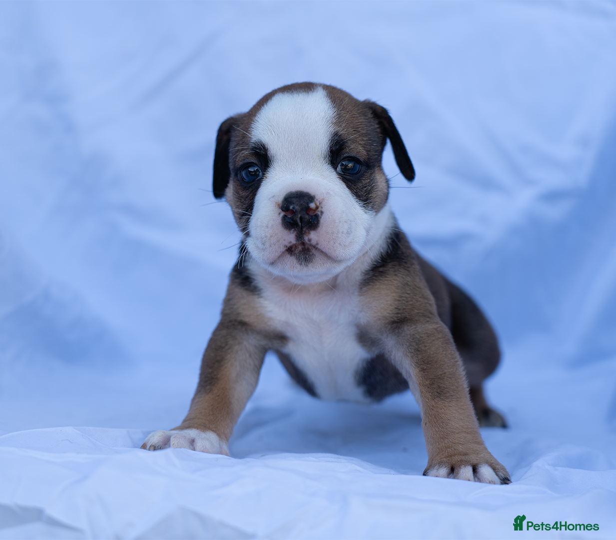 English Bulldog dogs English bulldogs PUPPIES NEBBR REGISTERED - Advert 5
