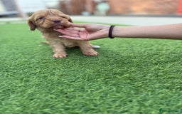 Cockapoo dogs for sale: Cockerpoo puppies - Image 13