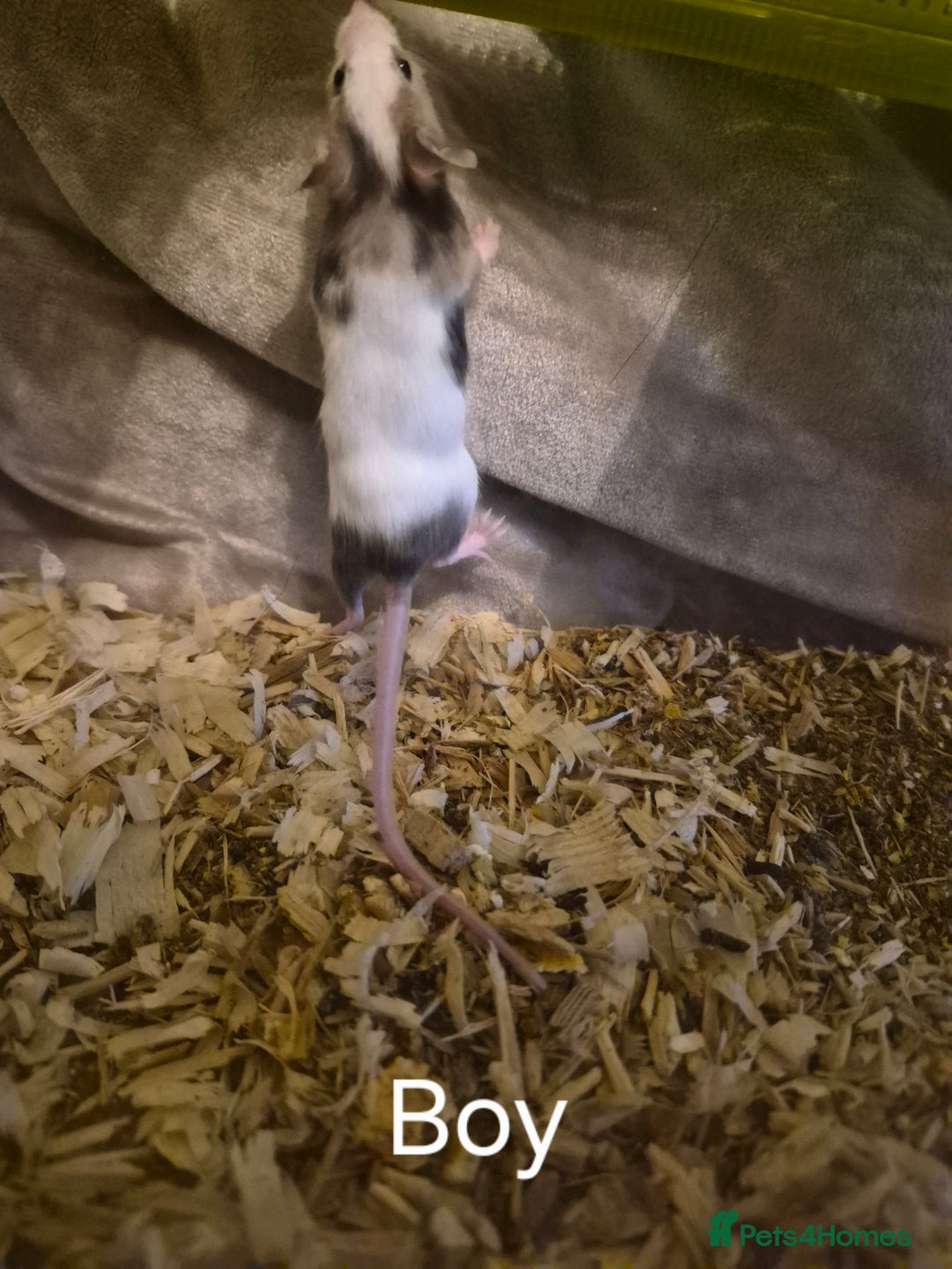 Mouse rodents for sale: 5 Cute Baby Fancy Mice - Advert 5