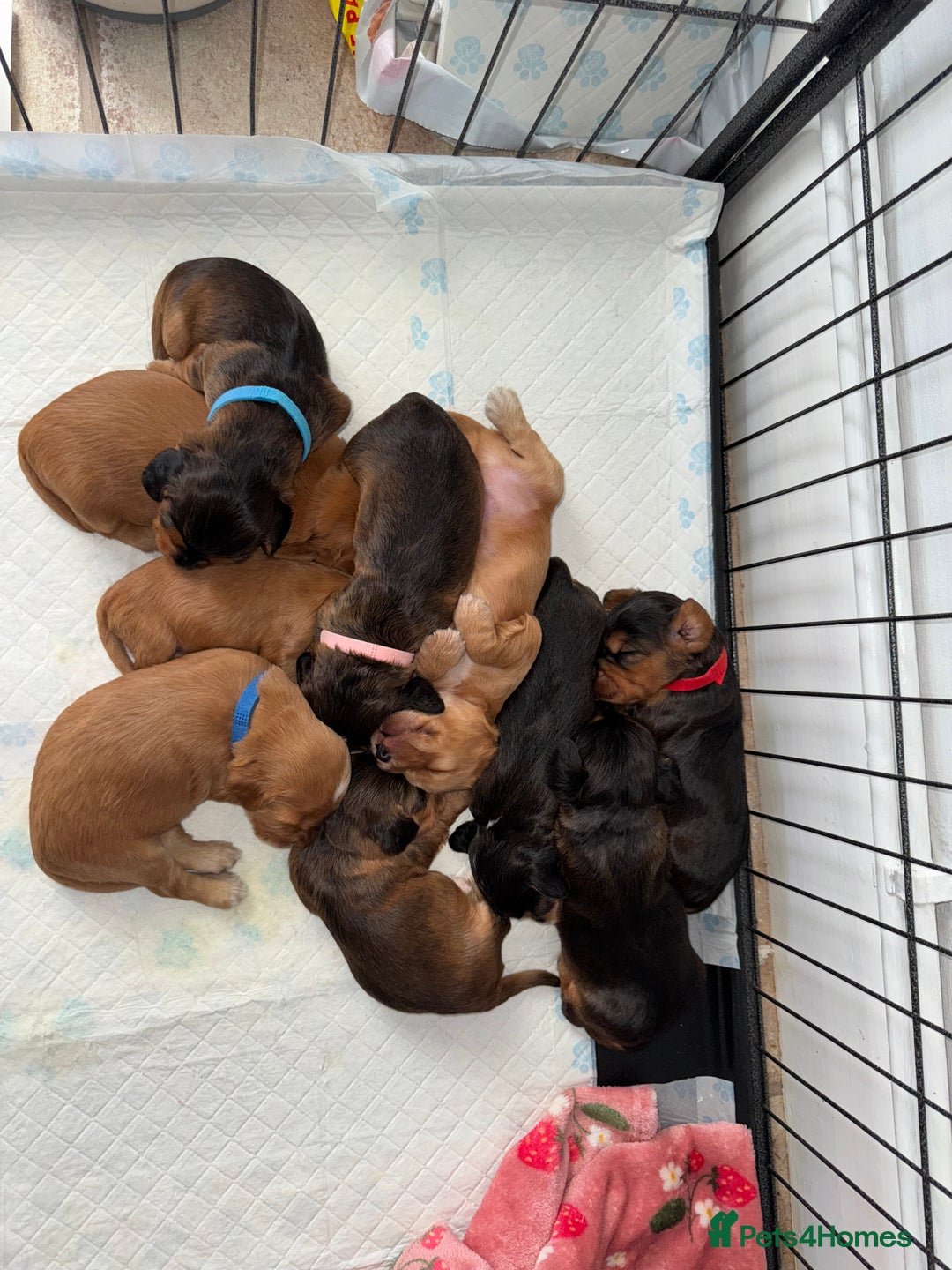 Cocker Spaniel dogs for sale: Show cocker spaniels  - Image 39