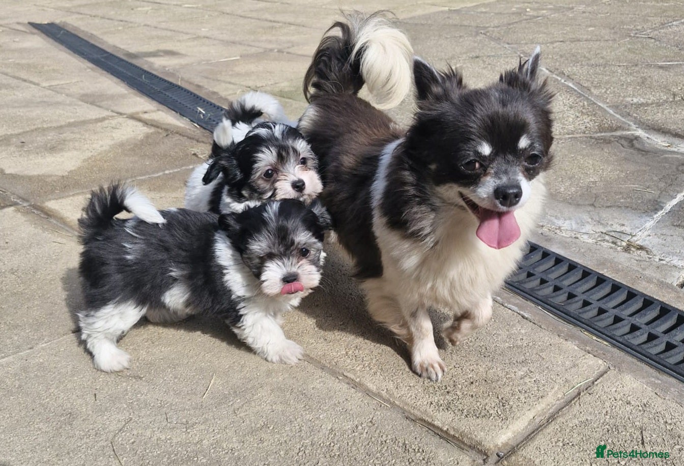 Mixed Breed dogs Top Quality Malchi pups looking for loving homes  - Advert 1