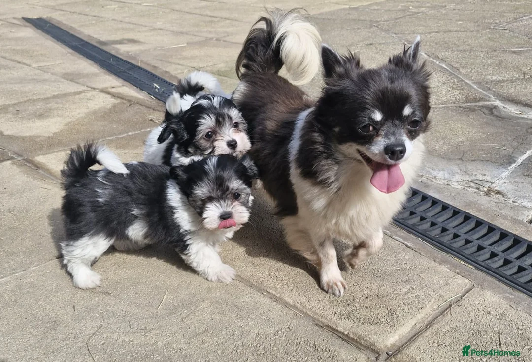 Mixed Breed dogs for sale: Top Quality Malchi pups looking for loving homes  in Mansfield - Advert 1