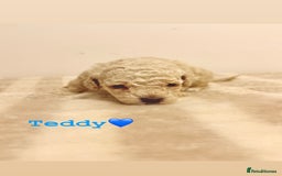 Miniature Poodle dogs for sale: Miniature Poodle  - Advert 6