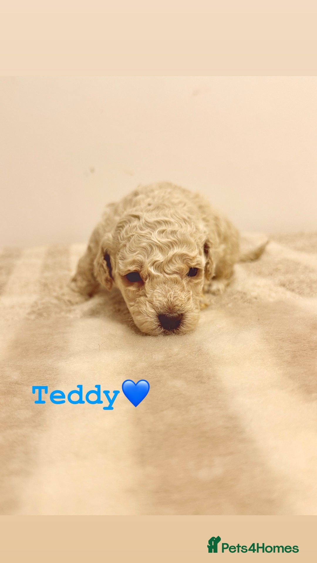 Miniature Poodle dogs for sale: Miniature Poodle  - Advert 6