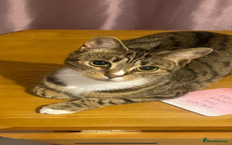 Mixed Breed cats for sale: Lovely natured bengal x tabby girl  - Image 3