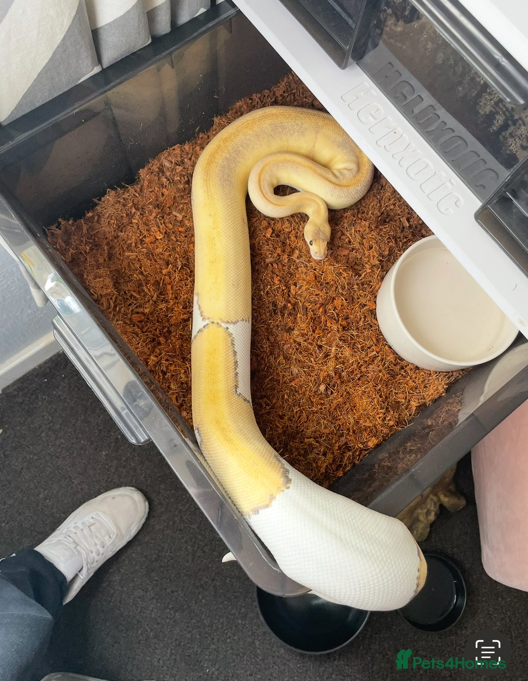 Python Snake reptiles for sale: Royal Pythons and hognose for sale  - Image 3