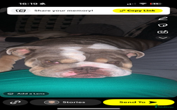 English Bulldog dogs for sale: British bulldog boy for sale - Image 4