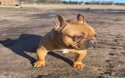 French Bulldog dogs for sale: French Bulldogs Ready to Leave  - Image 16