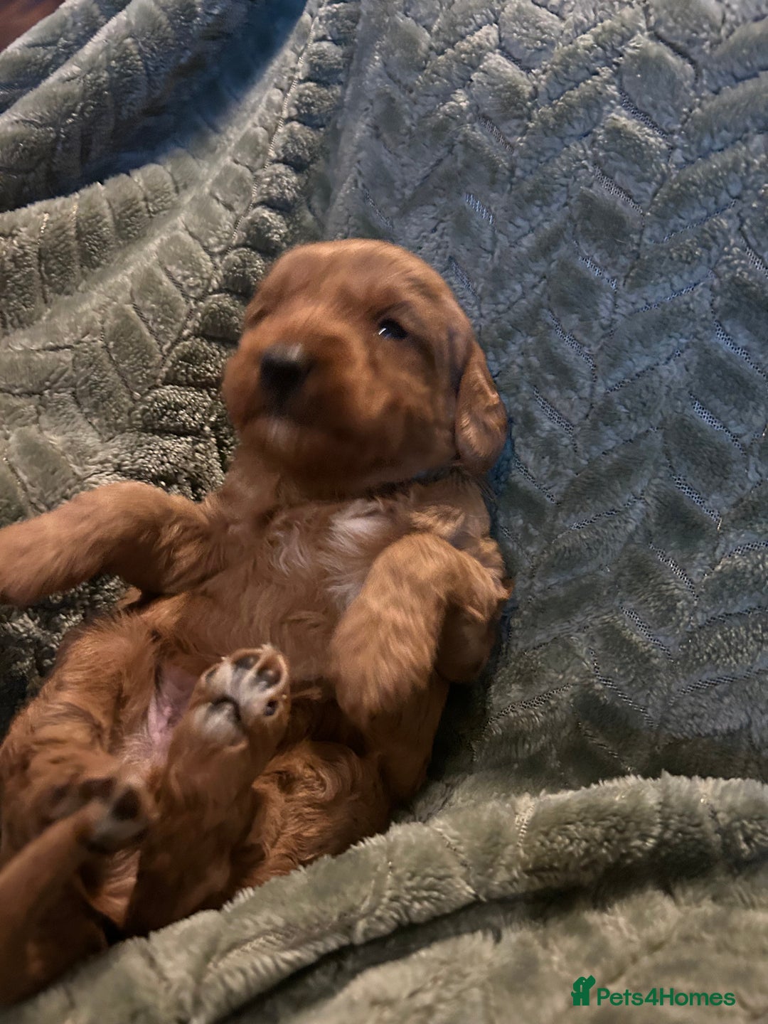 Labradoodle dogs for sale: 🐾F1b Healthy Labradoodle Puppies – Ready 18 Dec🐾 - Advert 30