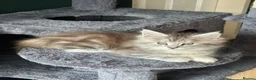 Maine Coon cats for sale: Beautiful Tica Registered kittens - Advert 10