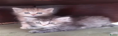 Siberian Kitten 1