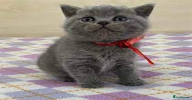 British Shorthair cats - Advert 8