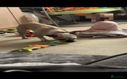 French Bulldog dogs for sale: Male French Bulldog looking for new home - Image 3