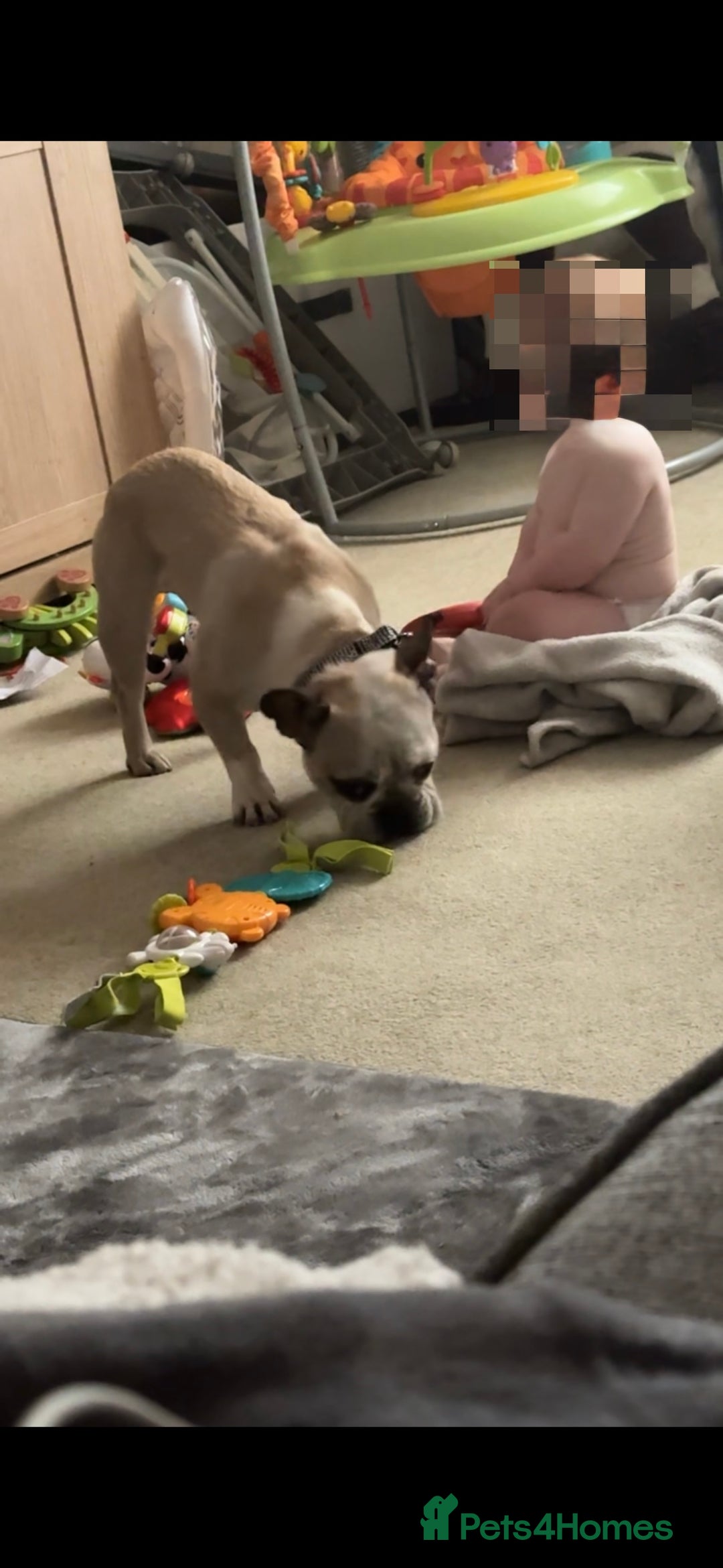 French Bulldog dogs for sale: Male French Bulldog looking for new home - Image 3