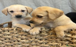 Labrador Retriever dogs for sale: 🐾 Labrador Retriever Puppies for Sale 🐾 - Image 4