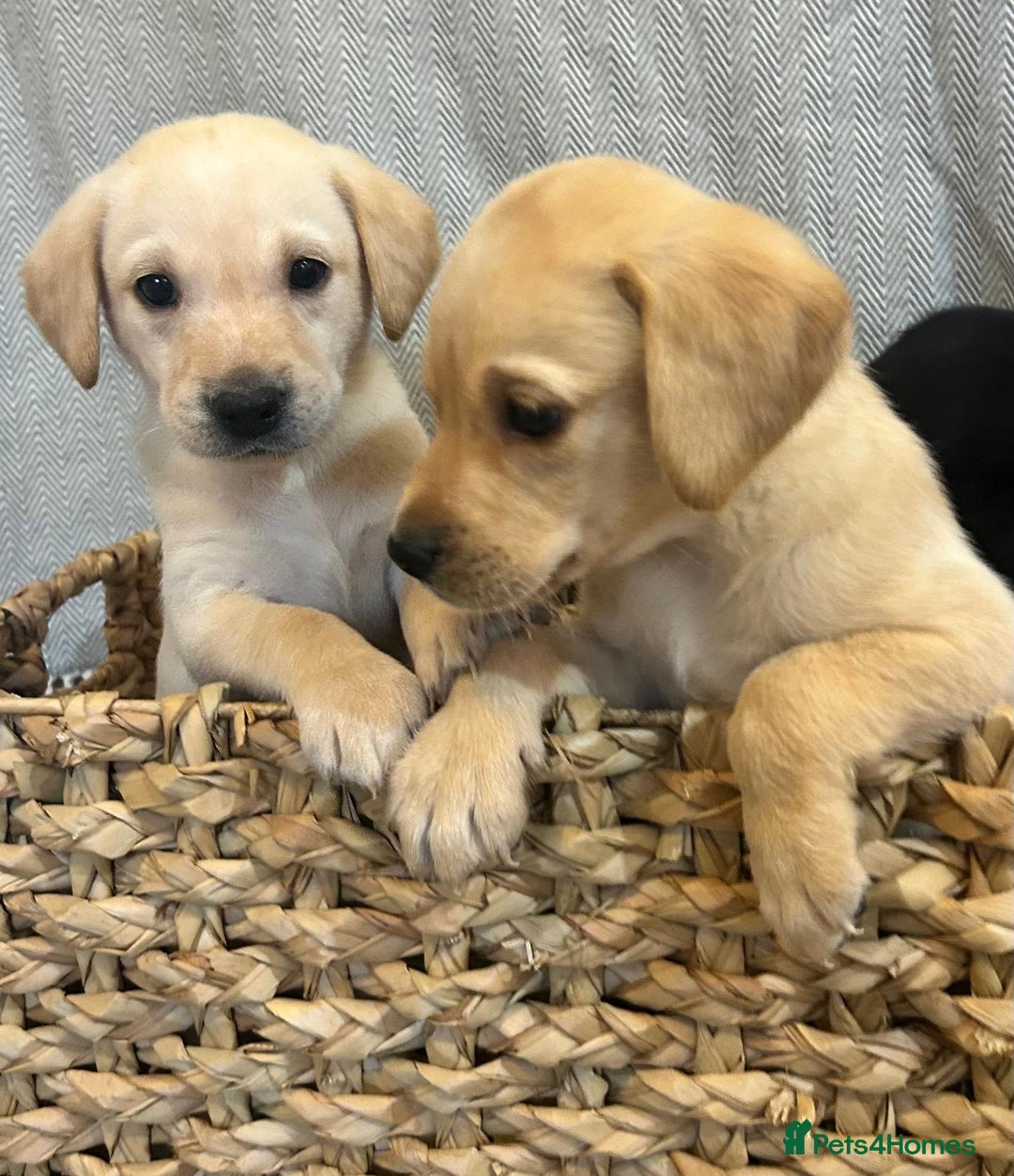 Labrador Retriever dogs for sale: 🐾 Labrador Retriever Puppies for Sale 🐾 - Image 4