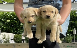 Labrador Retriever dogs for sale: Gorgeous Chunky Labrador Puppies - Image 12