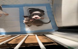 Staffordshire Bull Terrier dogs for sale: Black/ white/ grey staffies - Image 14