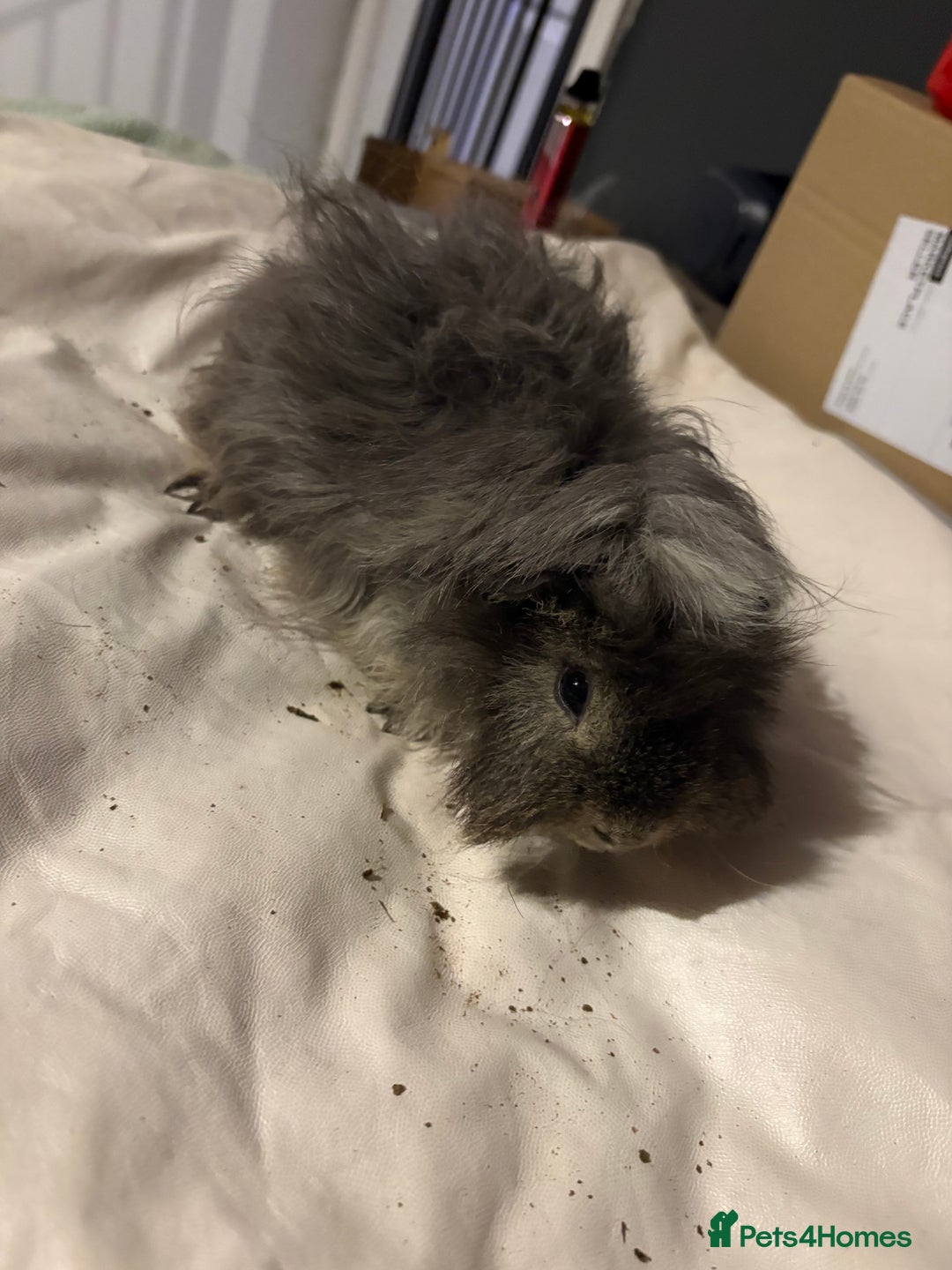 Guinea Pig rodents for sale: 4 female and 2 male guinea pigs for sale - Advert 5