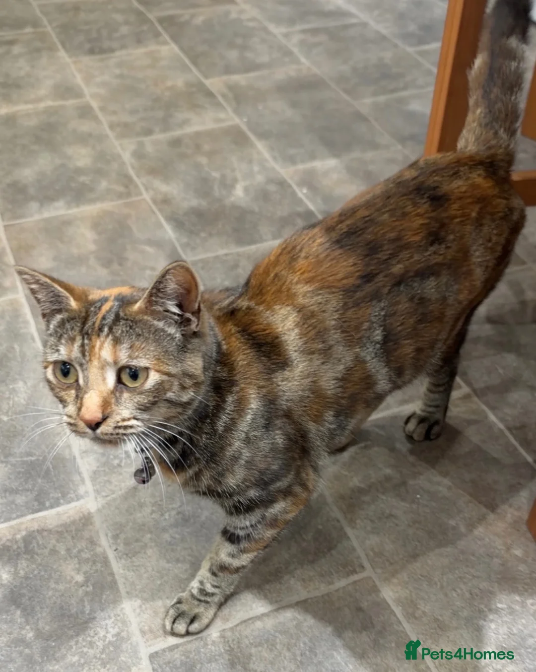 Mixed Breed cats for sale: 2yr old female cat in Nelson - Advert 7