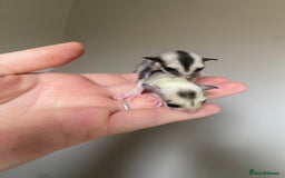 Sugar Glider rodents for sale: Joeys available for reserve  - Image 4